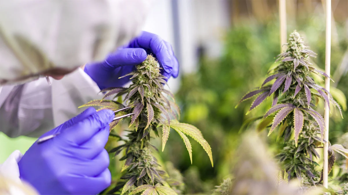 The Healthiest Ways to Consume Weed & THC: Edibles, Topicals, and Beyond Featured Image