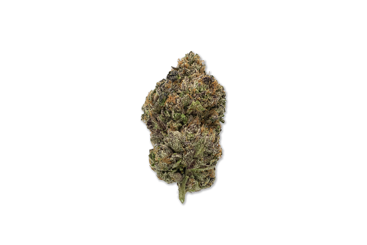Jealous Cheesecake Bulk Flower by Society C
