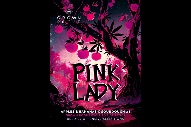 Grown Rogue | Pink Lady Bulk Flower by Grown Rogue