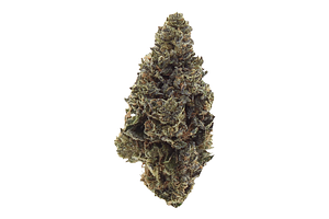 Bud Hub | Sherb Cream Pie Bulk Flower by Bud Hub