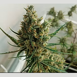 Pure Clouds | LSD Bulk Flower by Pure Clouds
