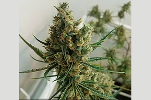 Pure Clouds | LSD Bulk Flower by Pure Clouds