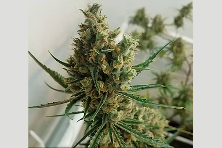 Pure Clouds | LSD Bulk Flower by Pure Clouds