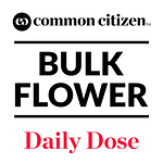 Z Lato Bulk Flower by Common Citizen