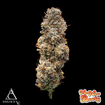 Society C | Ms. New Booty Prepackaged Flower | 3.5g by Society C
