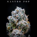 Society C | Gastro Pop Prepackaged Flower | 3.5g by Society C