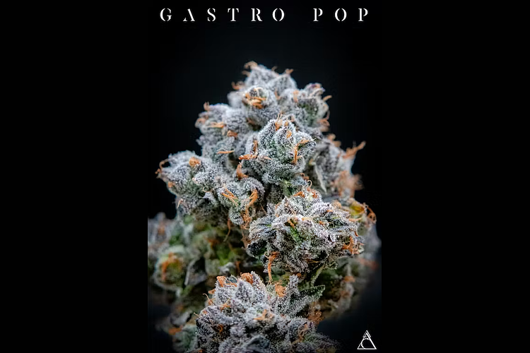 Society C | Gastro Pop Prepackaged Flower | 3.5g by Society C