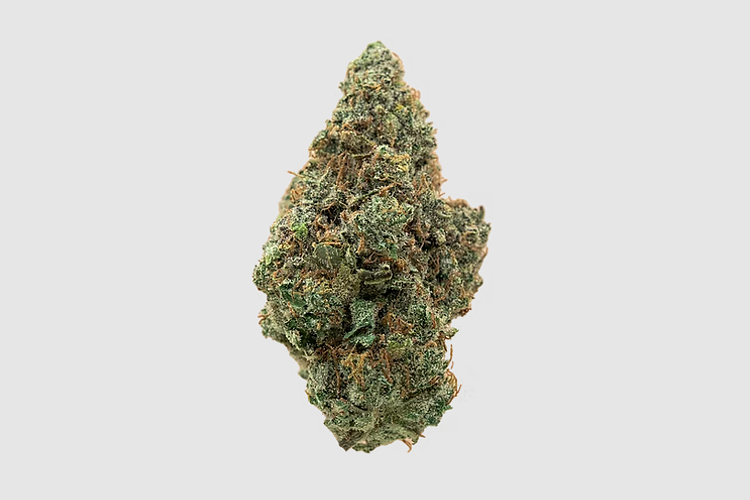 Society C | Headband Bulk Flower by Society C