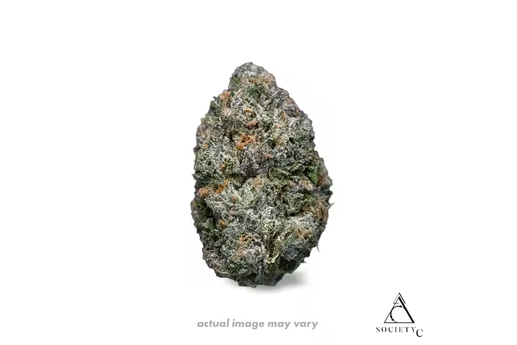 Society C | Blue Nerdz Bulk Flower by Society C