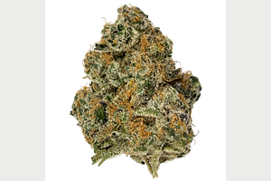 Freedom Green | London Jelly Bulk Flower by Freedom Green
