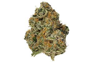 Freedom Green | London Jelly Bulk Flower by Freedom Green