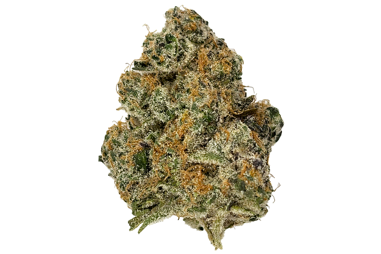 Freedom Green | London Jelly Bulk Flower by Freedom Green