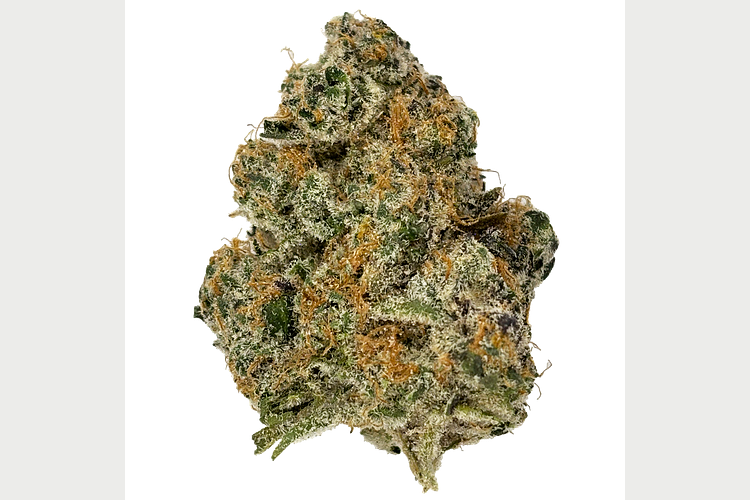Freedom Green | London Jelly Bulk Flower by Freedom Green