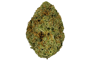 Franklin Fields | Jilly Glue Bulk Flower by Franklin Fields