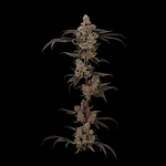 Grown Rogue | Triple Beam Bulk Flower (Smalls) by Grown Rogue