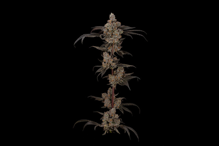 Grown Rogue | Triple Beam Bulk Flower (Smalls) by Grown Rogue