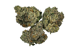 Blueberry Cruffin Bulk Flower by NURA