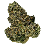 Z Lato Bulk Flower by Common Citizen