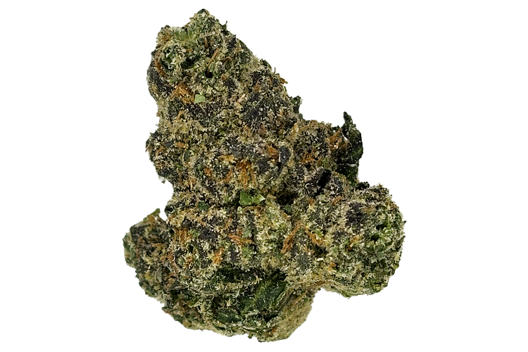 Z Lato Bulk Flower by Common Citizen