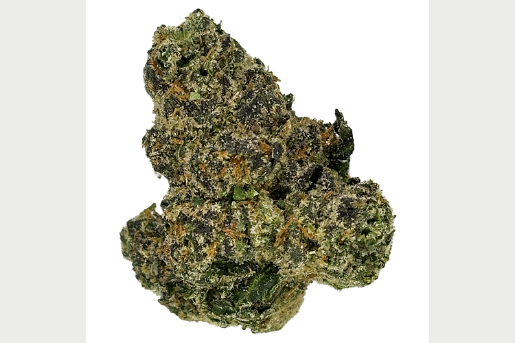 Z Lato Bulk Flower by Common Citizen