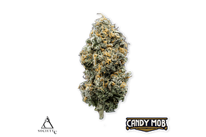 Society C | Candy Mob Bulk Flower by Society C