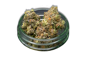 Envy Bulk Flower by Common Citizen