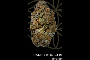 Dance World | 1:1 CBD:THC | Bulk Flower by Flower Of Life