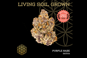 Flower Of Life | Purple Haze Bulk Flower by Flower Of Life