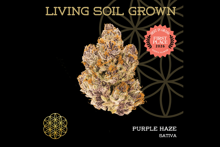 Purple Haze Bulk Flower by Flower Of Life