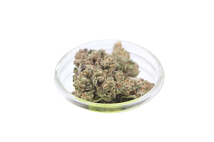 Devil Driver Bulk Flower by Redfox Cannabis