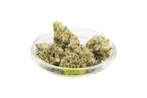 Dante's Inferno Bulk Flower by Lega Sea