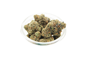 Gastro Pop Bulk Flower by Society C