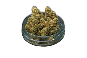 Lemon Bar Hand-Trimmed Bulk Flower by Common Citizen