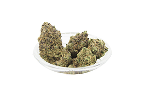 Peanut Butter Cup Bulk Flower by Giving Tree Gardens