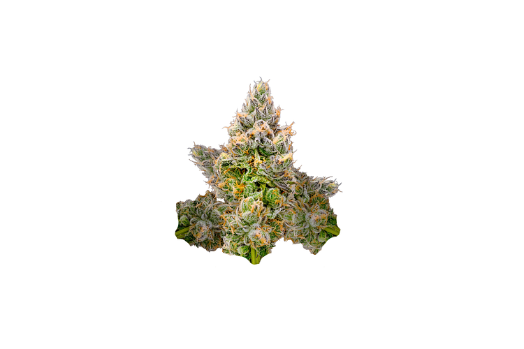 Tagalongz Bulk Flower by DogHouse