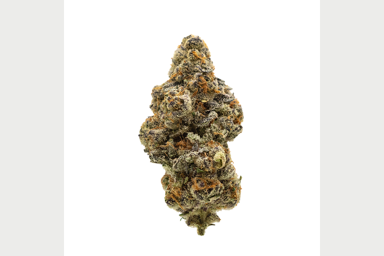 Society C | El Chivo Bulk Flower by Society C