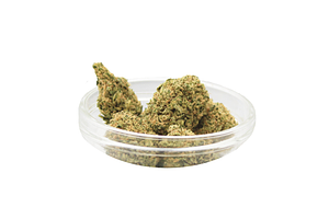 Pink Pony Flower Bulk by Ubaked