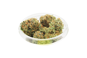Zlushies Bulk Flower by Lega Sea