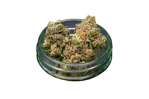 Common Citizen | Envy Bulk Flower by Common Citizen