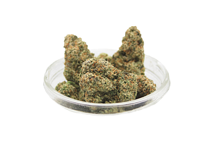 123 Grow | Lemon Cherry Gelato Bulk Flower by 123 Grow