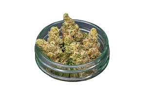 Common Citizen | Gelato Dream Bulk Flower by Common Citizen