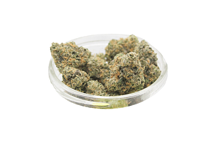 Lega Sea | Gary Payton Bulk Flower by Lega Sea