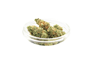 Propaganda Cannabis | Singapore Sling Bulk Flower by Propaganda Cannabis