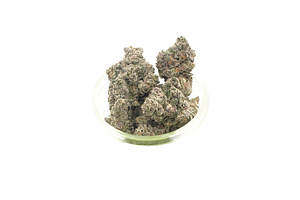 Doghouse | Sherb Cream Pie Bulk Flower by DOGHOUSE
