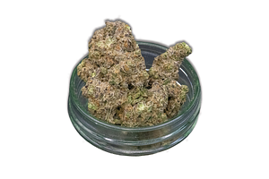 Giving Tree Gardens | Kush Mintz Bulk Flower by Giving Tree Gardens