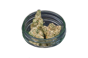 Giving Tree Gardens | Captain Krunch Bulk Flower by Giving Tree Gardens