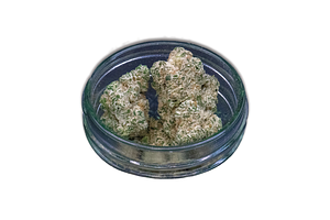 Giving Tree Gardens | Powdered Doughnut Bulk Flower by Giving Tree Gardens