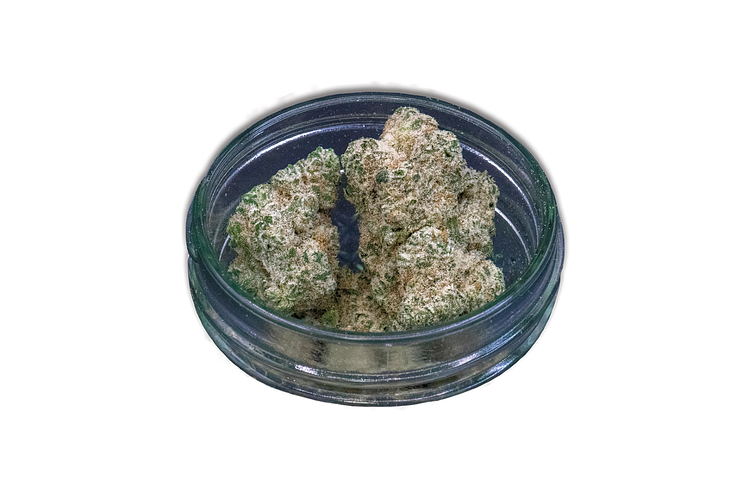 Giving Tree Gardens | Powdered Doughnut Bulk Flower by Giving Tree Gardens