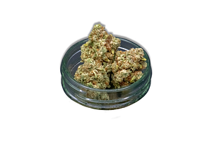 Glue Cheese Bulk Flower by Common Citizen