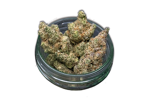 Sozo | Govern Mint Oasis Bulk Flower by Sozo